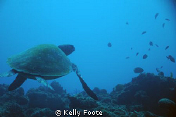 Lounging Sea turtle by Kelly Foote 